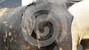 Closeup of the head and eyes of Asian elephant, stand under tree in the forest