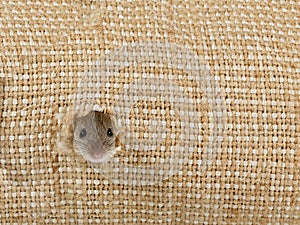 Closeup the head of the field mouse peeps from the hole in the linen sack