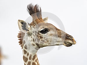Giraffe head detail photo
