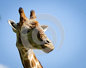 Closeup of the head of a giraffe on the background of the bright blue sky
