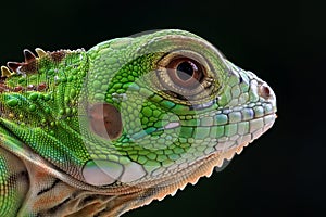 Closeup head green iguana on black background