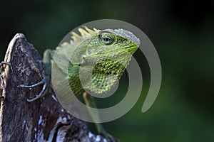 Closeup head of Green lizard on wood