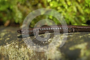 Closeup on the head of a Hell Hollow slender salamander, Batrachoseps diabolicus