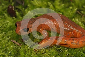 Closeup on the head of a high red colored Ensatina eschscholtzii intermediate form from North California