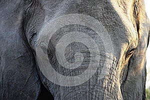 Closeup of the head of a huge elephant in Chobe National Park, Botswana