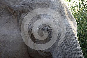 Closeup of the head of a huge elephant in Chobe National Park, Botswana