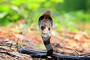 Closeup head of  javan cobra snake