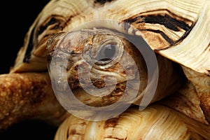 Closeup Head Leopard tortoise albino,Stigmochelys pardalis,white shell, Isolated Black Background