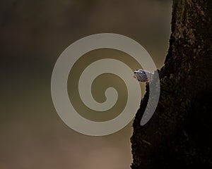 Closeup of the head of a lizzard on a tree