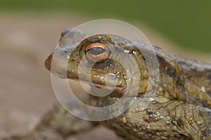 Closeup on the head of a male common European toad, Bufo bufo