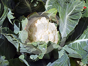 Closeup of a head of Organic Cauliflower.