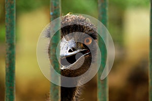 Closeup Head of Ostrich