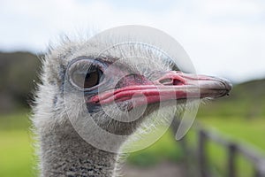 Closeup of the head of ostrich