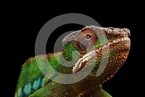 Closeup Head of Panther Chameleon, reptile with colorful body Isolated on Black