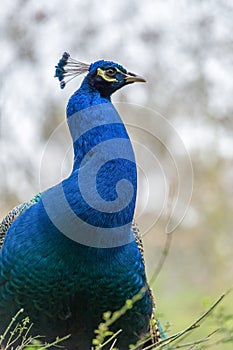 Closeup of the head of peacock
