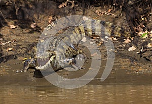 Closeup head on portrait of Black Caiman Melanosuchus niger looking at camera with jaws open showing teeth, Bolivia