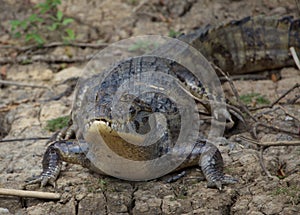 Closeup head on portrait of Black Caiman Melanosuchus niger resting on riverbank ready to enter water, Bolivia photo