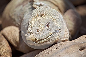 Closeup head on  portrait of GalÃ¡pagos Land Iguana Conolophus subcristatus resting Galapagos Islands, Ecuador