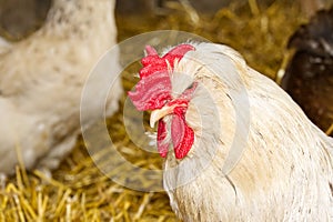 Closeup head portrait of a male chicken or rooster with a blurred bokeh background of henhouse.