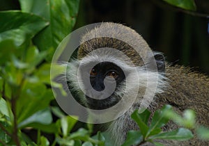 Closeup  head on portrait of a Vervet Monkey Chlorocebus pygerythrus looking directly at camera Lake Awassa Ethiopia