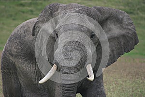 Closeup head on portrait of  a wild elephant Loxodonta africana in Ngorongoro Crater Tanzania