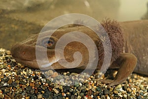 Closeup on the head of a rare neotenic adult coastal giant salamander, Dicamptodon tenebrosus with well developped red
