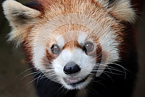 Closeup head red panda `Ailurus fulgens`