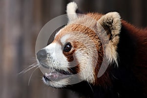 Closeup head red panda `Ailurus fulgens`