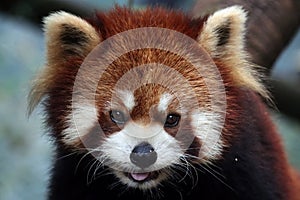 Closeup head red panda `Ailurus fulgens`