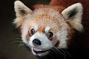 Closeup head red panda `Ailurus fulgens`