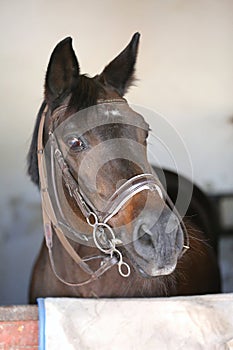 Closeup head shot of a beautiful stallion in the stable door