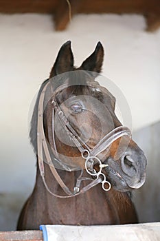 Closeup head shot of a beautiful stallion in the stable door