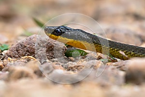 Closeup head shot of a Brown Vine Snake at eye level on a gravel road