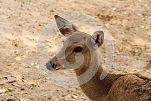 Closeup head shot of deer doe