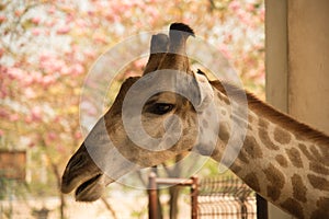 Closeup head shot giraffe on nature background photo