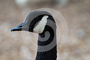 A closeup head shot of a single isolated canada goose in profile