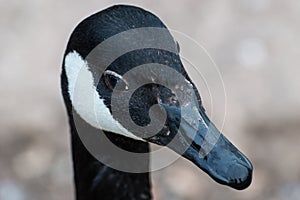 A closeup head shot of a single isolated canada goose in profile