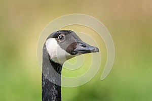 A closeup head shot of a single isolated canada goose in profile