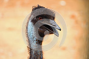 Closeup Head and side view of Ostrich