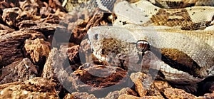 Closeup. Head of a snake Burmese python(Python bivittatus)