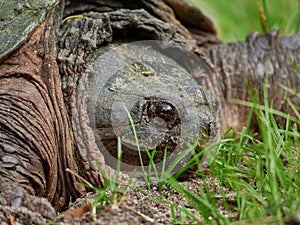 Closeup of a head of a Snapping Turtle on a grass