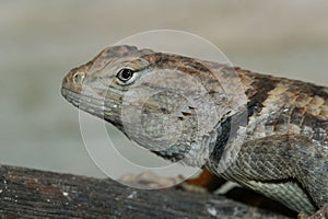 Closeup on the head of a Sonoran Desert Spiny lizard, Sceloporus magister