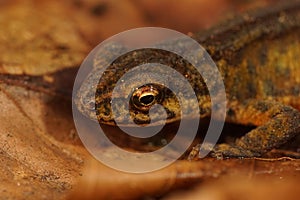 Closeup on the head of terrestrial male Carpathian newt, Lissotriton montandoni