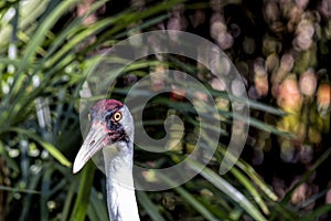 Closeup Head View of an adult Whooping Crane