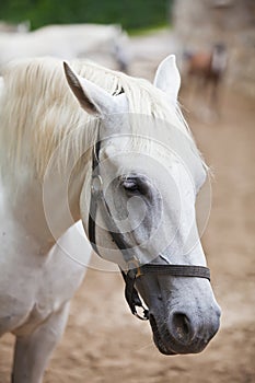 Closeup of a head of the white Lipizzan horse