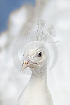 Closeup of a Head of a White Peacock