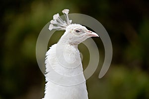 Closeup of the head of a white peacock