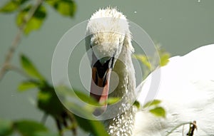Closeup of head of white swan on water background, big acquatic bird