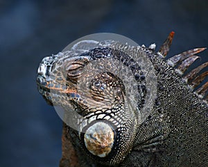 Closeup headshot of a detailed sleeping iguana