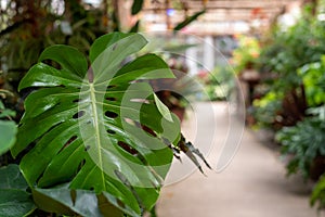 Closeup of healthy green tropical leaf